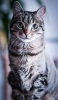 📱真っすぐ正面を見つめる凛々しい猫 Mi Note 10 Lite 壁紙・待ち受け