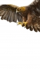 📱空の王者 飛翔する鷲 iPhone SE (第2世代) 壁紙・待ち受け