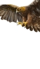 📱空の王者 飛翔する鷲 iPhone SE (第3世代) 壁紙・待ち受け