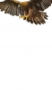 📱空の王者 飛翔する鷲 Redmi Note 9S 壁紙・待ち受け