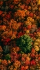 📱色とりどりの秋の森 iPhone 13 mini 壁紙・待ち受け
