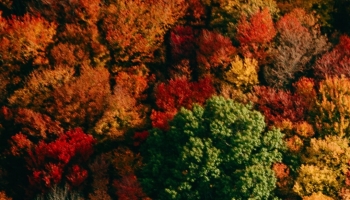 📱色とりどりの秋の森 Google Pixel 5 壁紙・待ち受け