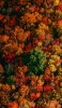 📱色とりどりの秋の森 iPhone 12 壁紙・待ち受け