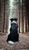 📱黒い犬と森 iPhone 12 mini 壁紙・待ち受け