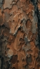 📱灰色と茶色の朽ちた木のテクスチャー あんしんスマホ KY-51B 壁紙・待ち受け