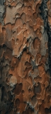 📱灰色と茶色の朽ちた木のテクスチャー Galaxy S21 5G 壁紙・待ち受け