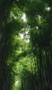 📱夏 緑の竹林 綺麗 iPhone SE (第2世代) 壁紙・待ち受け