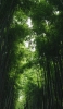 📱夏 緑の竹林 綺麗 iPhone 12 mini 壁紙・待ち受け