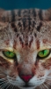 📱綺麗な緑の瞳の雄猫 Xiaomi 11T 壁紙・待ち受け
