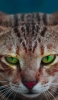 📱綺麗な緑の瞳の雄猫 iPhone 12 Pro 壁紙・待ち受け