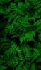 iPhone 13 植物の壁紙・待ち受け 人気ランキング【高画質】