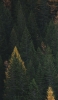 📱綺麗な緑のグラデーションの森 Galaxy A51 5G 壁紙・待ち受け