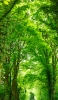 📱春の新緑の並木道 iPhone 13 mini 壁紙・待ち受け