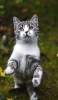 📱後ろ脚で立つ灰色の猫 iPhone 13 mini 壁紙・待ち受け