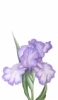 iPhone 13 Proの花の壁紙・待ち受け 人気ランキング【高画質】