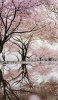 📱池に鏡面して映り込む桜 iPhone 13 mini 壁紙・待ち受け