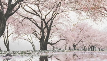 📱池に鏡面して映り込む桜 Redmi Note 10 Pro 壁紙・待ち受け