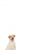 📱ラブラドール・レトリーバー 犬 Redmi Note 9S 壁紙・待ち受け