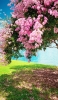 📱湖畔近くの綺麗な桜 iPhone 13 mini 壁紙・待ち受け