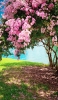 📱湖畔近くの綺麗な桜 Galaxy A41 壁紙・待ち受け
