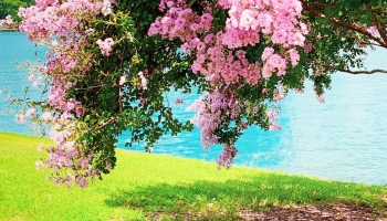 綺麗な水色の紫陽花 6月 Iphone 12 Pro 壁紙 待ち受け スマラン