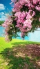 📱湖畔近くの綺麗な桜 iPhone 12 壁紙・待ち受け