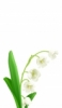 iPhone 13 Pro Maxの花の壁紙・待ち受け 人気ランキング【高画質】