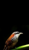 📱枝にとまった小さな鳥 Redmi Note 9T 壁紙・待ち受け