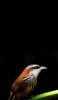 📱枝にとまった小さな鳥 Redmi Note 9S 壁紙・待ち受け