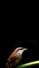 iPhone 13 Pro Maxの鳥の壁紙・待ち受け 人気ランキング【高画質】