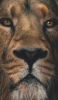 📱雄々しいライオンの顔 iPhone 12 Pro 壁紙・待ち受け