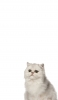 📱ペルシャ 猫 Redmi Note 9S 壁紙・待ち受け