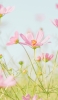 📱綺麗なピンクのコスモス畑 iPhone 12 mini 壁紙・待ち受け