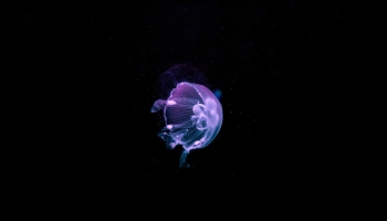 📱紫のクラゲ 海 iPhone 13 mini 壁紙・待ち受け