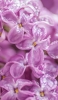 📱朝露のついた紫のライラックの花 iPhone 13 mini 壁紙・待ち受け