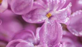 📱朝露のついた紫のライラックの花 iPhone 13 mini 壁紙・待ち受け