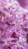 📱朝露のついた紫のライラックの花 iPhone 13 Pro Max 壁紙・待ち受け