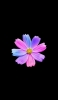 📱紫・ピンク・水色の花 iPhone 6 壁紙・待ち受け
