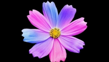 📱紫・ピンク・水色の花 iPhone SE (第3世代) 壁紙・待ち受け