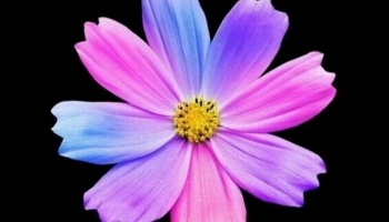 📱紫・ピンク・水色の花 Google Pixel 5 壁紙・待ち受け