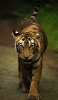 📱インド ランザンボア国立公園の虎 iPhone 12 mini 壁紙・待ち受け