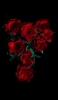 📱綺麗な薔薇の花 高画質 iPhone SE (第2世代) 壁紙・待ち受け