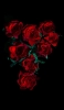 📱綺麗な薔薇の花 高画質 iPhone SE (第3世代) 壁紙・待ち受け