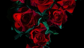 📱綺麗な薔薇の花 高画質 RedMagic 5 壁紙・待ち受け