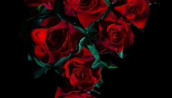 📱綺麗な薔薇の花 高画質 iPhone 13 壁紙・待ち受け