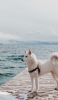 📱白い犬と海 iPhone 12 mini 壁紙・待ち受け