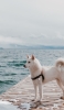 📱白い犬と海 Galaxy A51 5G 壁紙・待ち受け