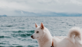 📱白い犬と海 iPhone 13 壁紙・待ち受け