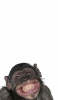 📱笑うチンパンジー Redmi Note 9T 壁紙・待ち受け