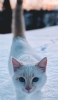 📱雪の中を歩く白い猫 iPhone 12 mini 壁紙・待ち受け